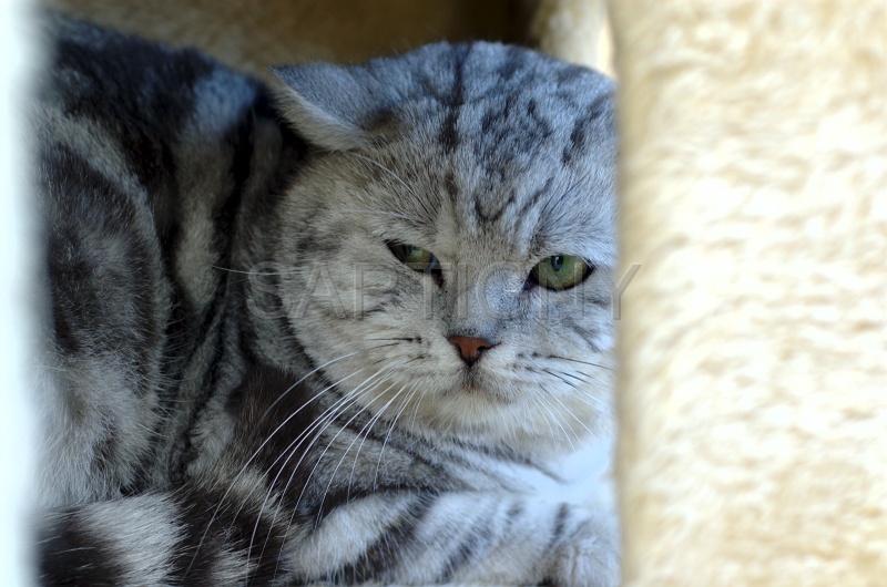 BRITISH SHORTHAIR 030.jpg